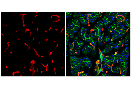 Immunofluorescence Image 1: Caveolin-1 (D46G3) Rabbit Monoclonal Antibody