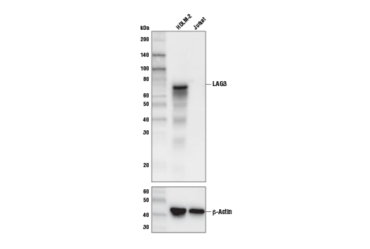 Western Blotting Image 1: LAG3 (D2G4O<sup>™</sup>) XP<sup>®</sup> Rabbit mAb (Biotinylated)