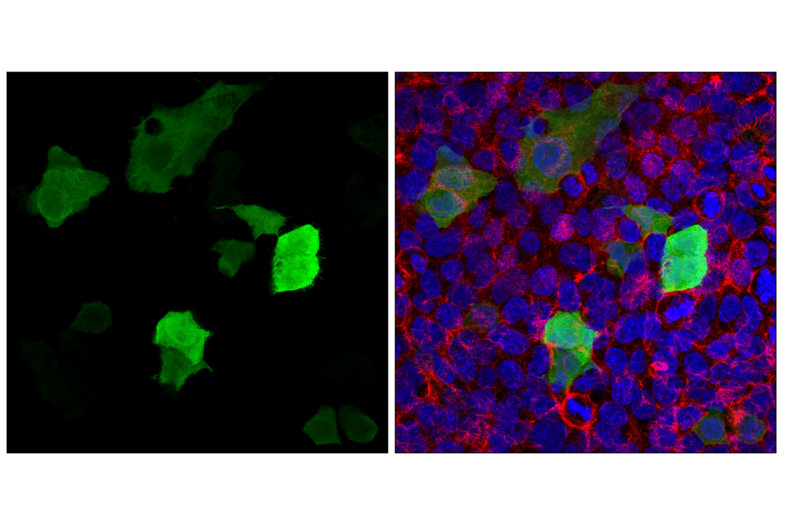 Immunofluorescence Image 1: Glu-Glu Tag (F7J1B) Mouse Monoclonal Antibody