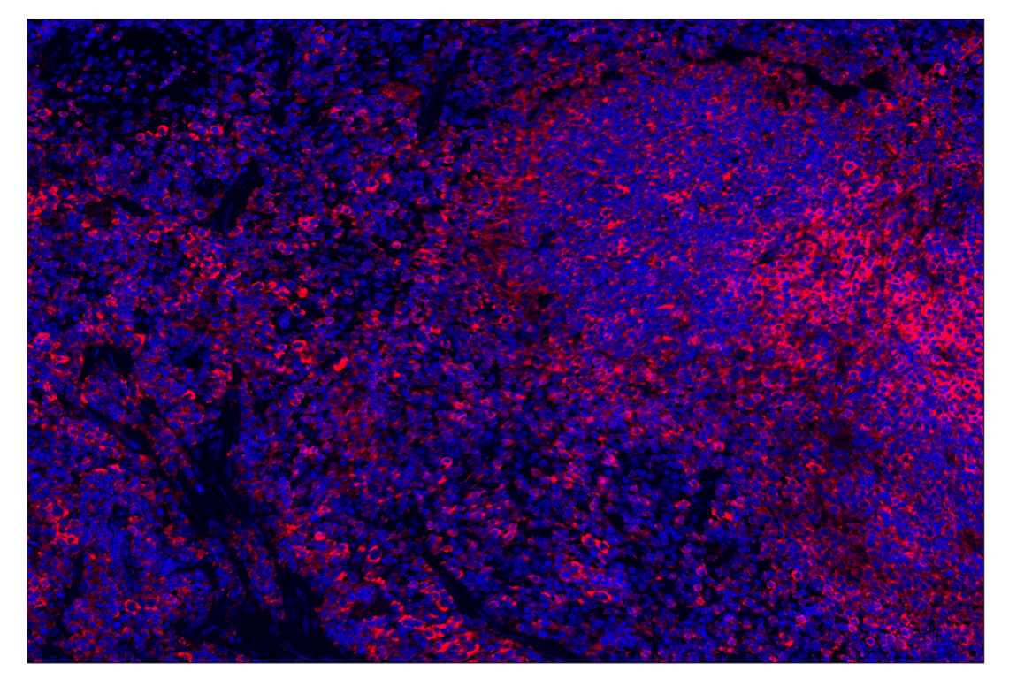 Immunohistochemistry Image 3: Anti-rabbit IgG & CO-0055-647 SignalStar<sup>®</sup> Secondary Antibody Kit
