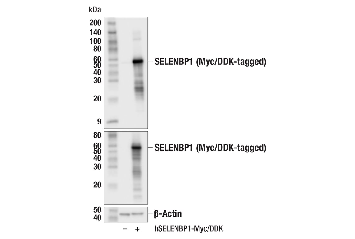 Western Blotting Image 2: SELENBP1 (F7V8F) Rabbit Monoclonal Antibody