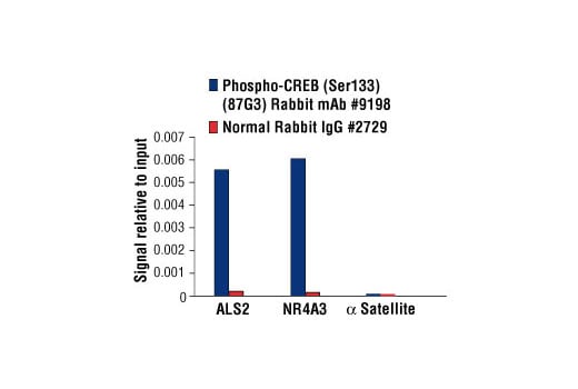 Chromatin Immunoprecipitation Image 3: Phospho-CREB (Ser133) (87G3) Rabbit Monoclonal Antibody