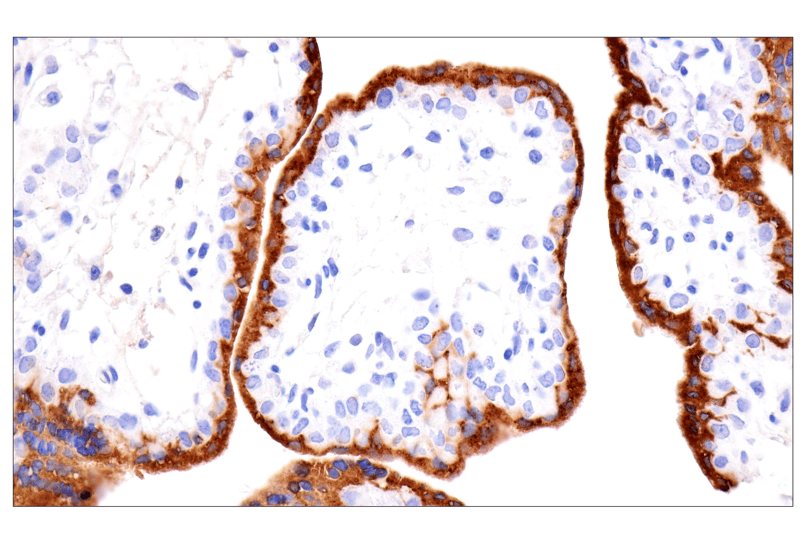 Immunohistochemistry Image 1: KISS1 (E6H9S) Rabbit Monoclonal Antibody