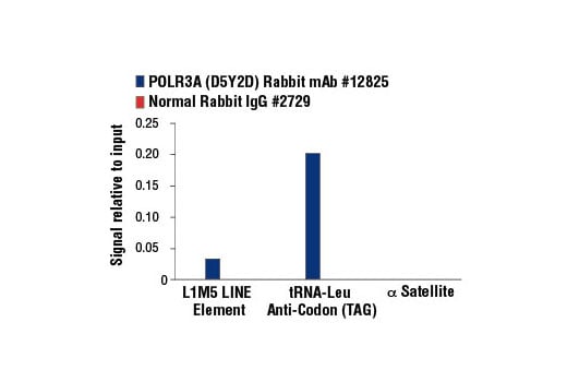 Chromatin Immunoprecipitation Image 1: POLR3A (D5Y2D) Rabbit Monoclonal Antibody