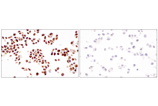Immunohistochemistry Image 4: SirT1 (1F3) Mouse Monoclonal Antibody