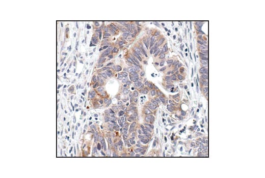 Immunohistochemistry Image 1: eIF4G Antibody