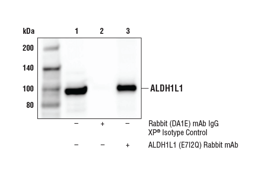Immunoprecipitation Image 1: ALDH1L1 (E7I2Q) Rabbit Monoclonal Antibody