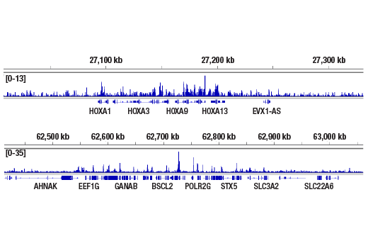 CUT & RUN Image 2: CXXC1 (D1R5R) Rabbit Monoclonal Antibody