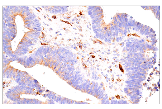 Immunohistochemistry Image 4: FcRn (E9J8W) Rabbit Monoclonal Antibody (BSA and Azide Free)
