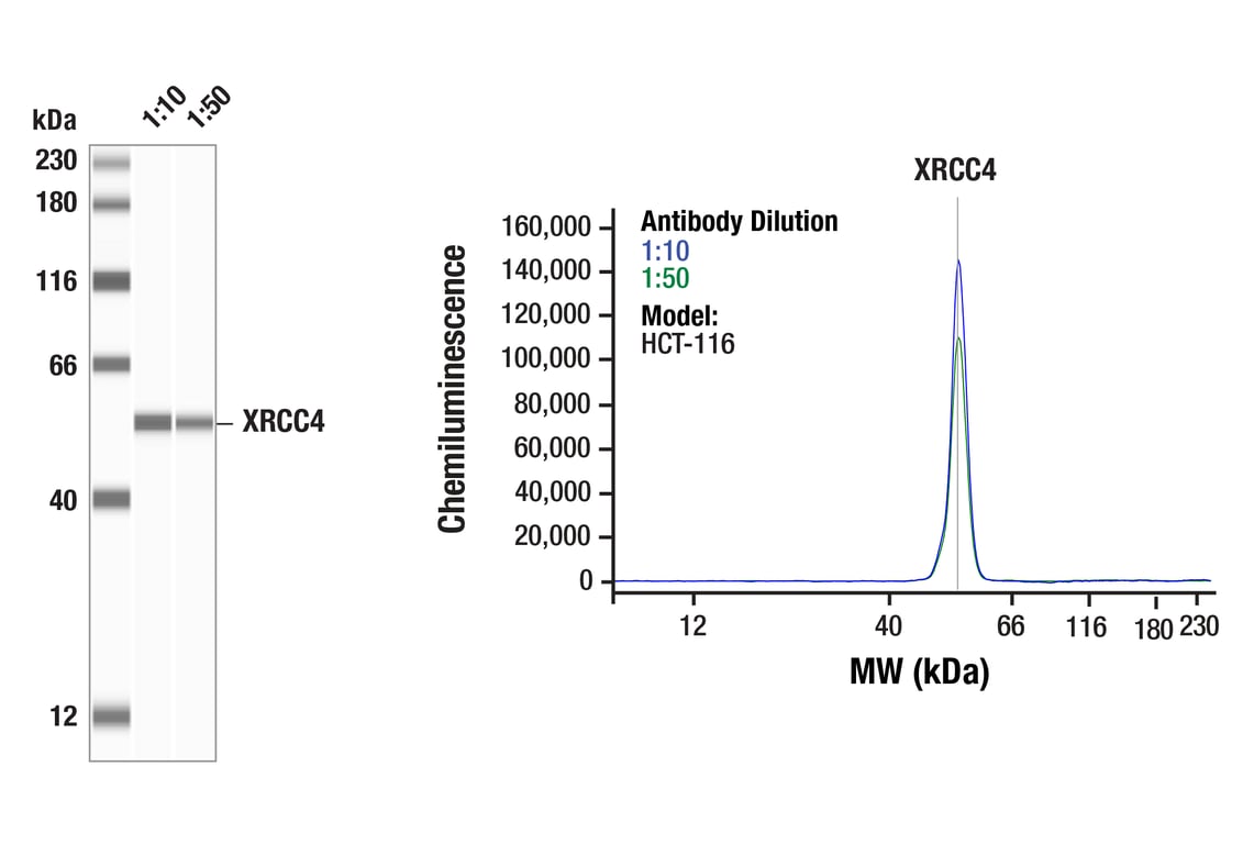 Western Blotting Image 1: XRCC4 (F6D7B) Rabbit Monoclonal Antibody
