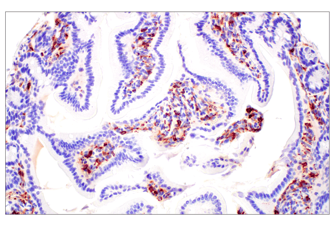 Immunohistochemistry Image 1: C1QB (E3U6X) Rabbit Monoclonal Antibody (BSA and Azide Free)