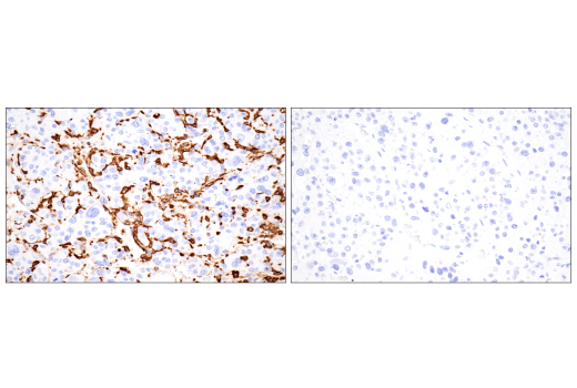 Immunohistochemistry Image 18: p22phox (E7Y1F) Rabbit Monoclonal Antibody