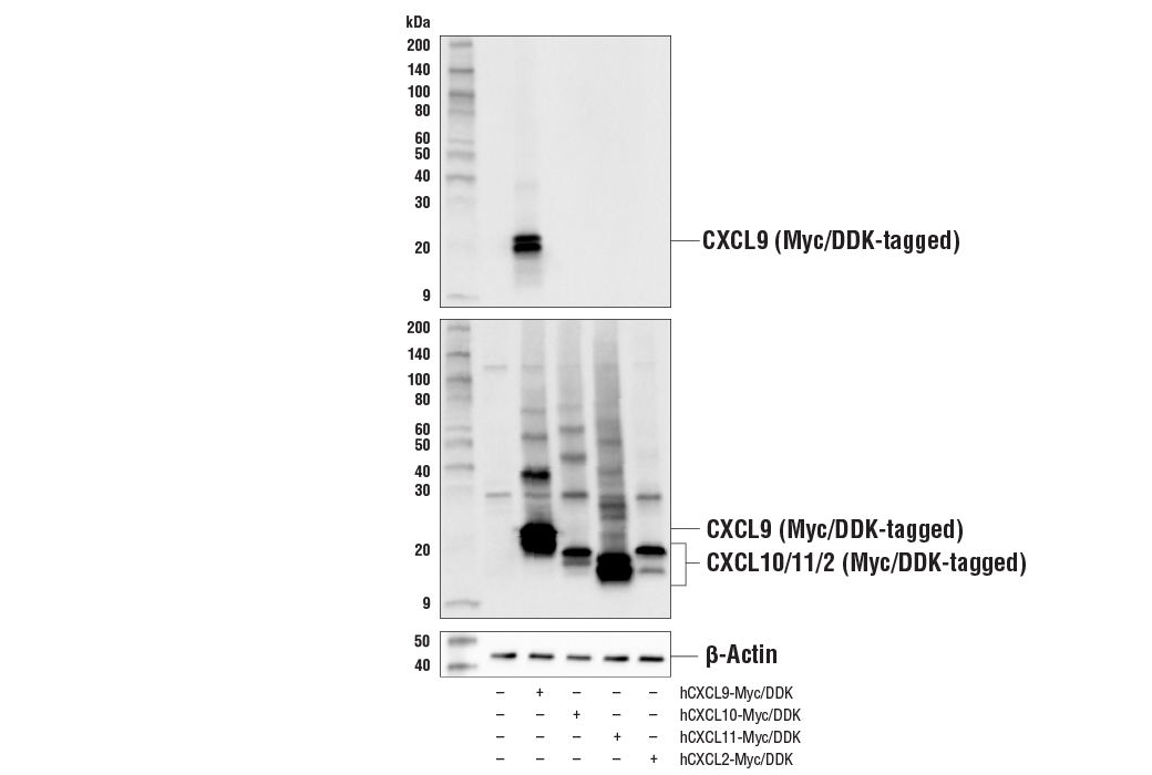 Western Blotting Image 2: CXCL9/MIG (E6Z5W) Rabbit Monoclonal Antibody