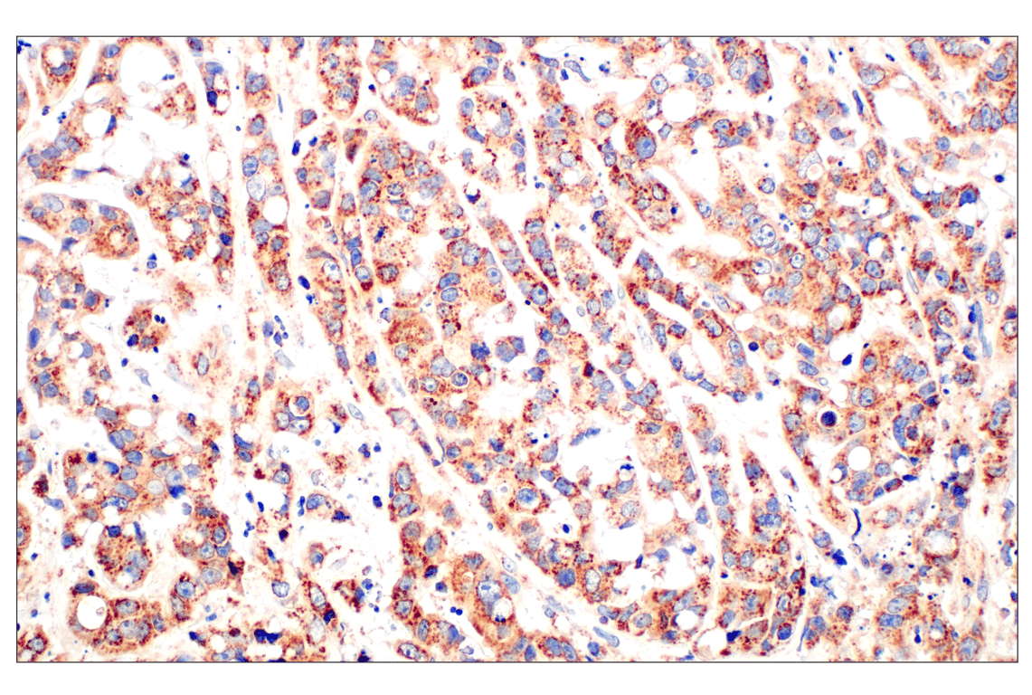 Immunohistochemistry Image 2: Frataxin (F4V2S) Rabbit Monoclonal Antibody (BSA and Azide Free)