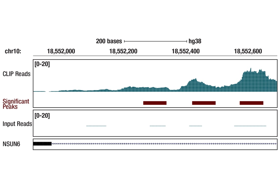 eCLIP Image 1: USP15 (D1K6S) Rabbit Monoclonal Antibody
