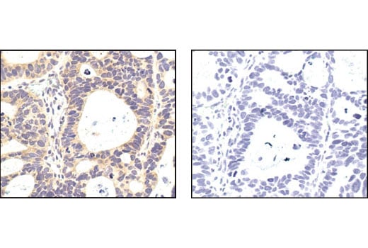 Immunohistochemistry Image 4: PP2A C Subunit Antibody