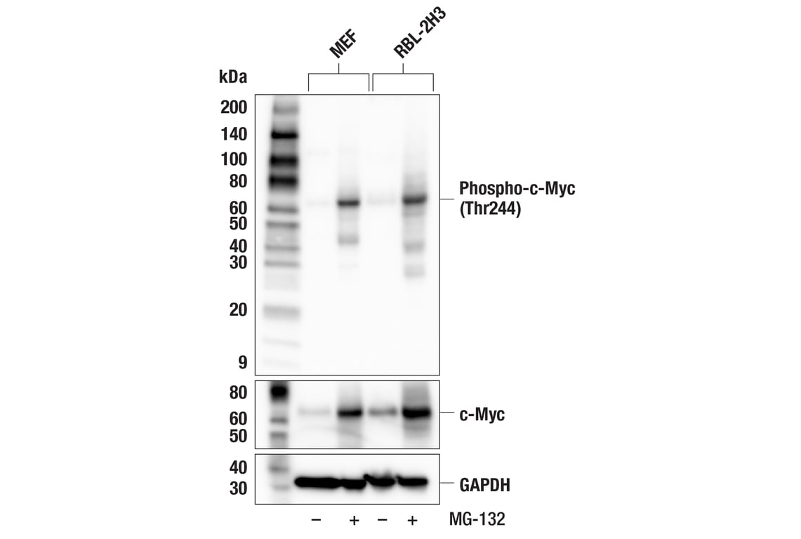 Western Blotting Image 3: Phospho-c-Myc (Thr244) (F3G5K) Rabbit Monoclonal Antibody