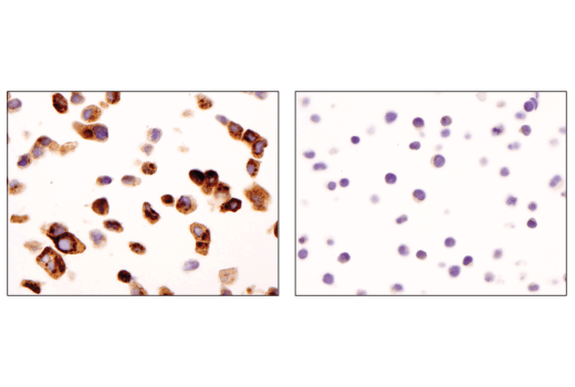 Immunohistochemistry Image 1: Clusterin (D7N2K) Rabbit Monoclonal Antibody