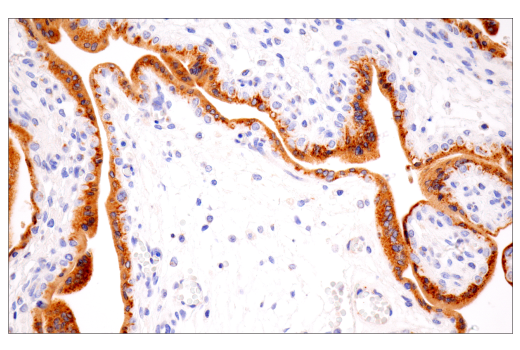 Immunohistochemistry Image 7: Furin (E2Y2F) Rabbit Monoclonal Antibody