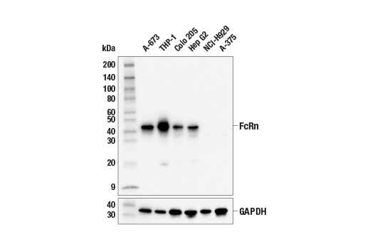 Western Blotting Image 2: FcRn (E9J8W) Rabbit Monoclonal Antibody (BSA and Azide Free)