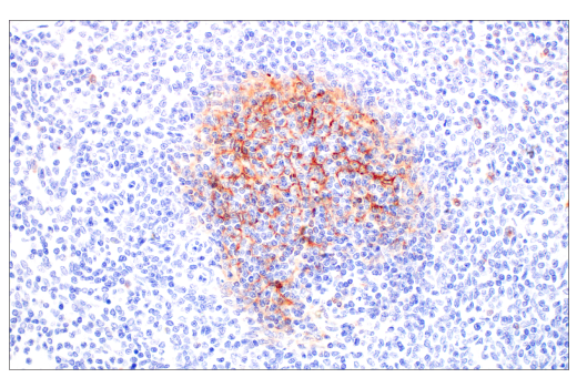 Immunohistochemistry Image 4: CD14 (D7A2T) Rabbit Monoclonal Antibody (IHC Formulated)