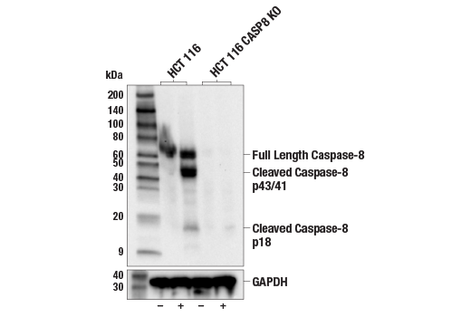 Western Blotting Image 2: Caspase-8 (1C12) Mouse Monoclonal Antibody