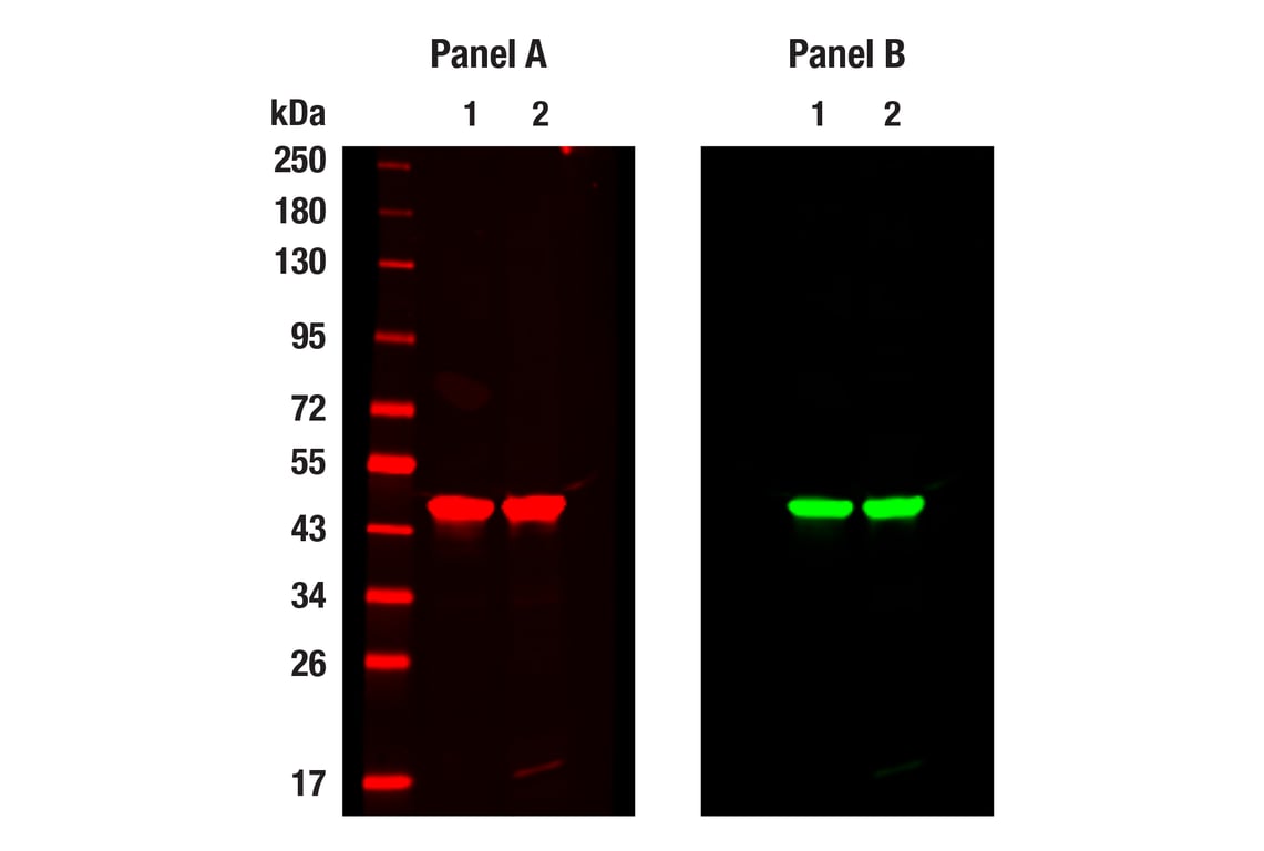 Western Blotting Image 1: beta-Actin (D6A8) Rabbit Monoclonal Antibody