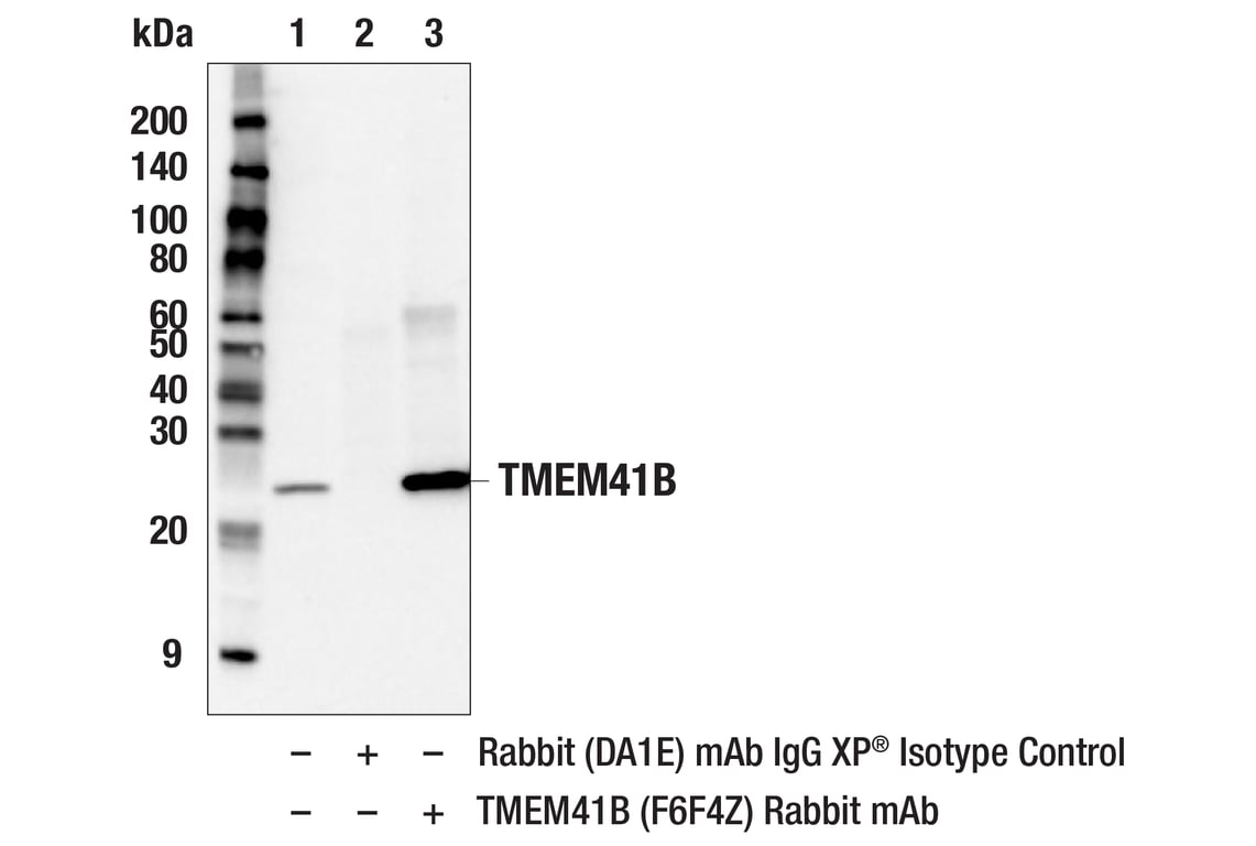Immunoprecipitation Image 1: TMEM41B (F6F4Z) Rabbit Monoclonal Antibody