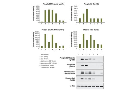 undefined Image 3: PathScan<sup>®</sup> RTK Signaling Antibody Array Kit (Fluorescent Readout)