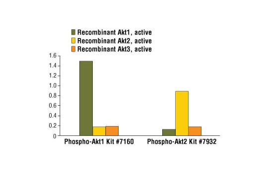 ELISA Image 2: PathScan<sup>®</sup> Phospho-Akt2 (Ser474) Sandwich ELISA Kit