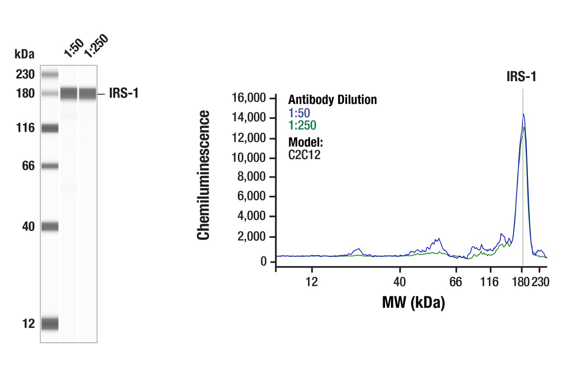 Western Blotting Image 1: IRS-1 (D23G12) Rabbit Monoclonal Antibody