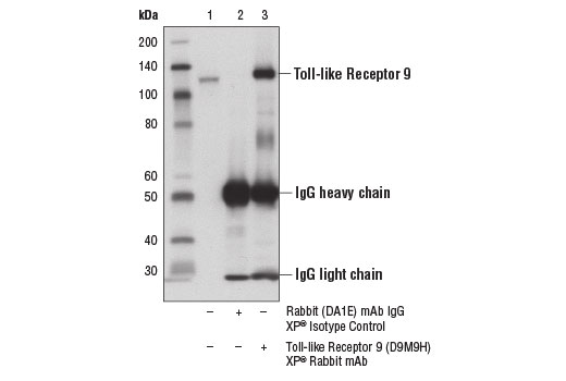 undefined Image 12: Toll-like Receptor Antibody Sampler Kit II