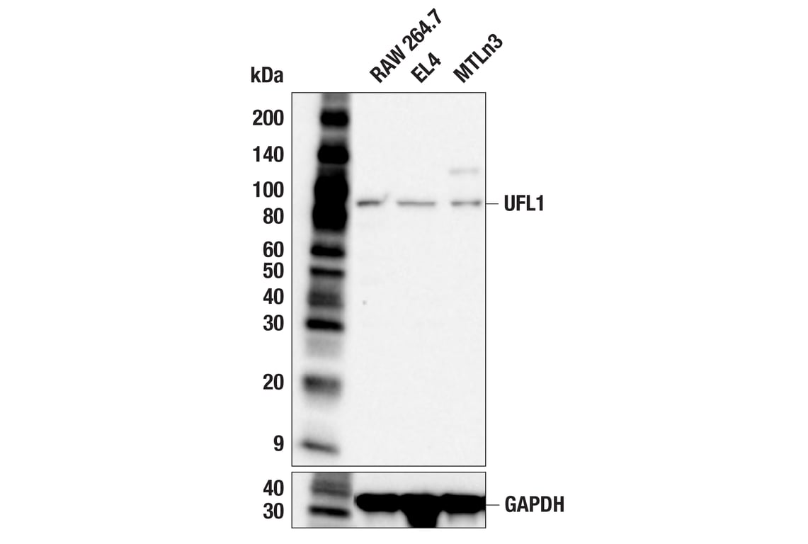 Western Blotting Image 2: UFL1 (F5P6L) Rabbit Monoclonal Antibody