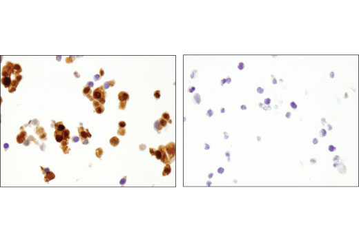 Immunohistochemistry Image 3: ARC (D7Q3G) Rabbit Monoclonal Antibody