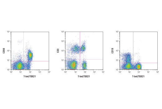 Flow Cytometry Image 1: T-bet/TBX21 (D6N8B) Rabbit Monoclonal Antibody (BSA and Azide Free)