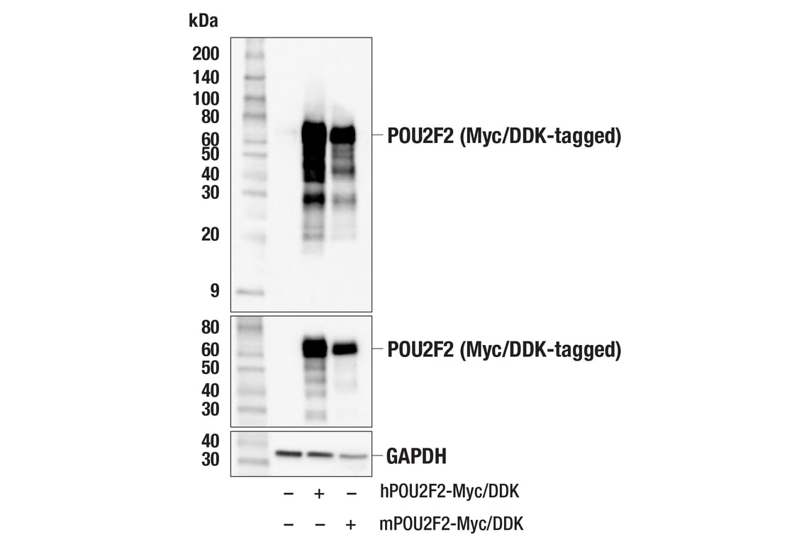 Western Blotting Image 2: POU2F2 (F3B7M) Rabbit Monoclonal Antibody (BSA and Azide Free)