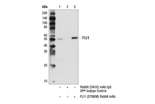 Immunoprecipitation Image 1: FLI1 (D7N5M) Rabbit Monoclonal Antibody
