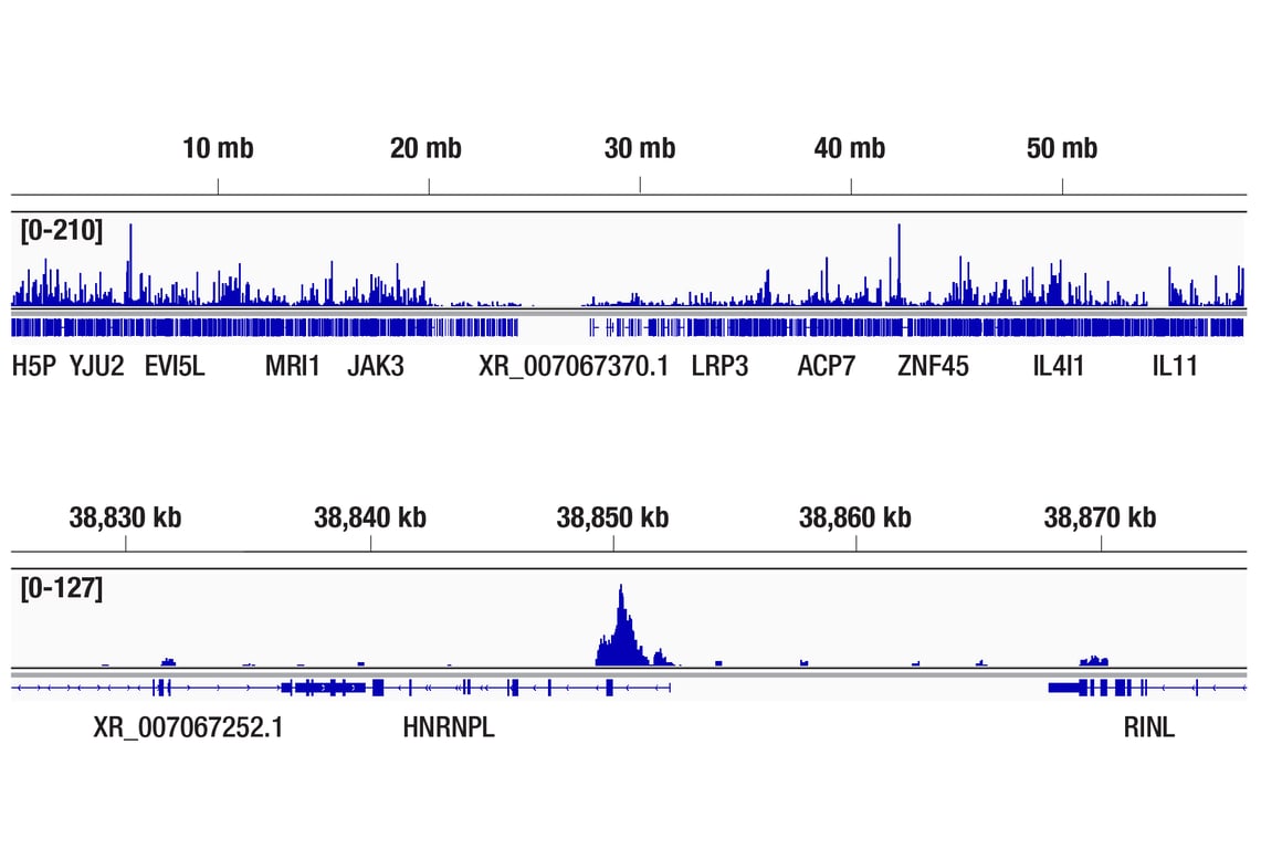 CUT & Tag Image 2: c-Myc/N-Myc (D3N8F) Rabbit Monoclonal Antibody