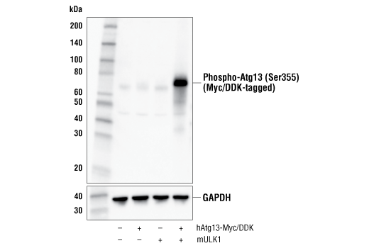 Western Blotting Image 2: Phospho-Atg13 (Ser355) (E4D3T) Rabbit Monoclonal Antibody