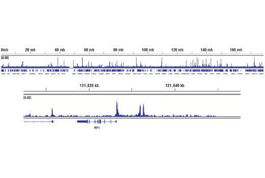 Chromatin Immunoprecipitation Image 2: Phospho-Stat3 (Tyr705) (D3A7) Rabbit Monoclonal Antibody
