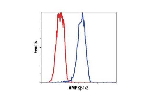 Flow Cytometry Image 1: AMPK beta1/2 (57C12) Rabbit Monoclonal Antibody