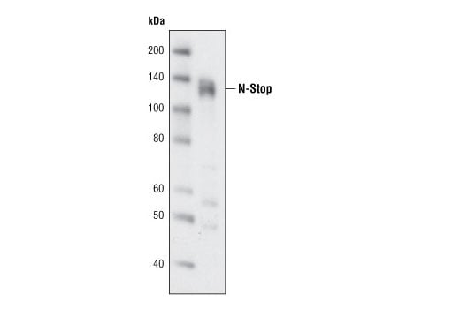Western Blotting Image 2: STOP (175) Mouse Monoclonal Antibody (BSA and Azide Free)