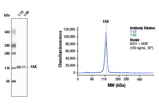 Western Blotting Image 1: FAK (D5O7U) Rabbit Monoclonal Antibody