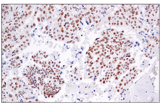 Immunohistochemistry Image 3: ATF-2/ATF-7 (A9G1M) Rabbit Monoclonal Antibody