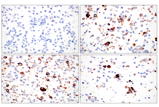 Immunohistochemistry Image 6: ApoE (pan) (D7I9N) Rabbit mAb (BSA and Azide Free)