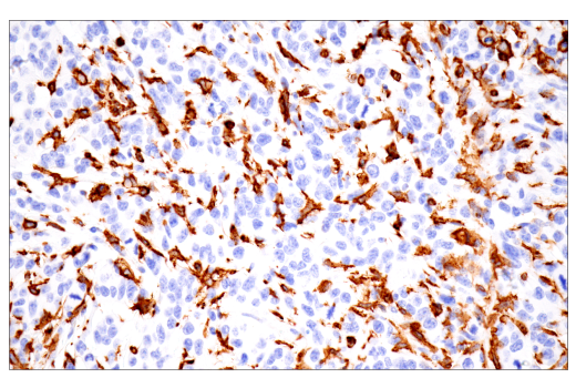 Immunohistochemistry Image 11: p22phox (E7Y1F) Rabbit Monoclonal Antibody (BSA and Azide Free)