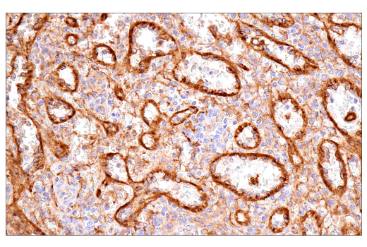 Immunohistochemistry Image 7: FcRn (E9J8W) Rabbit Monoclonal Antibody (BSA and Azide Free)