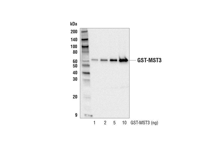 undefined Image 10: Epitope Tag Antibody Sampler Kit