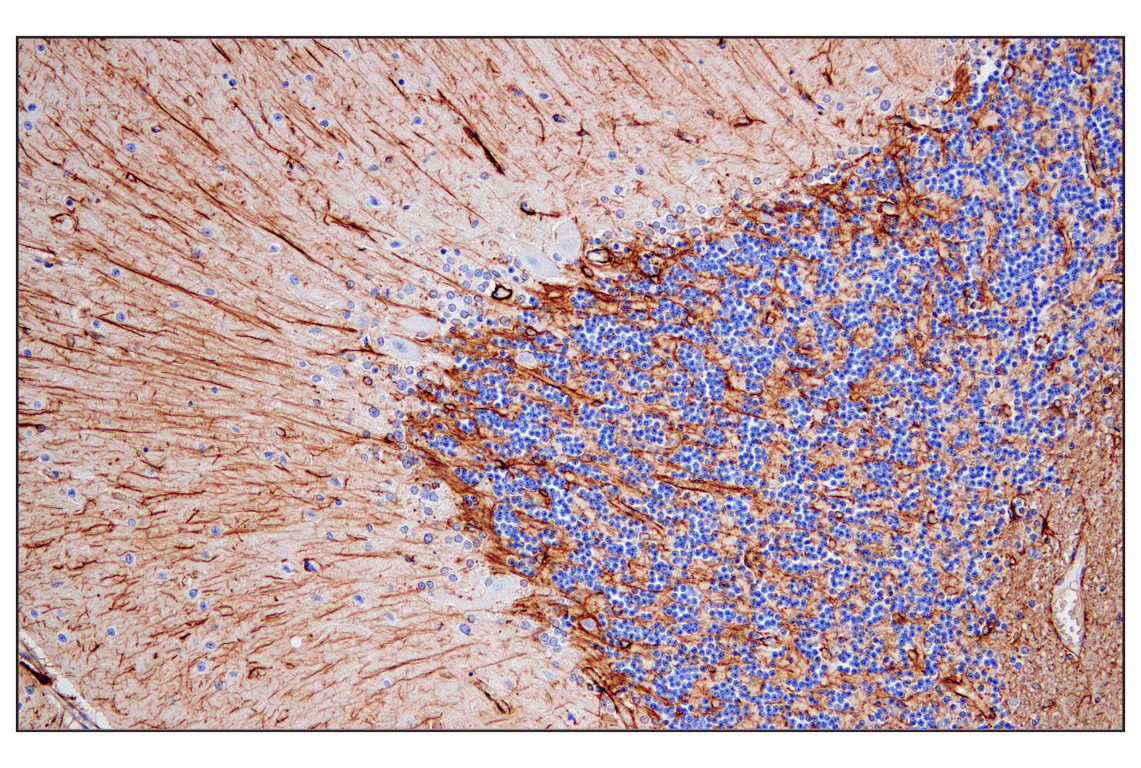 GFAP (E4L7M) XP® Rabbit mAb (BSA and Azide Free) | Cell