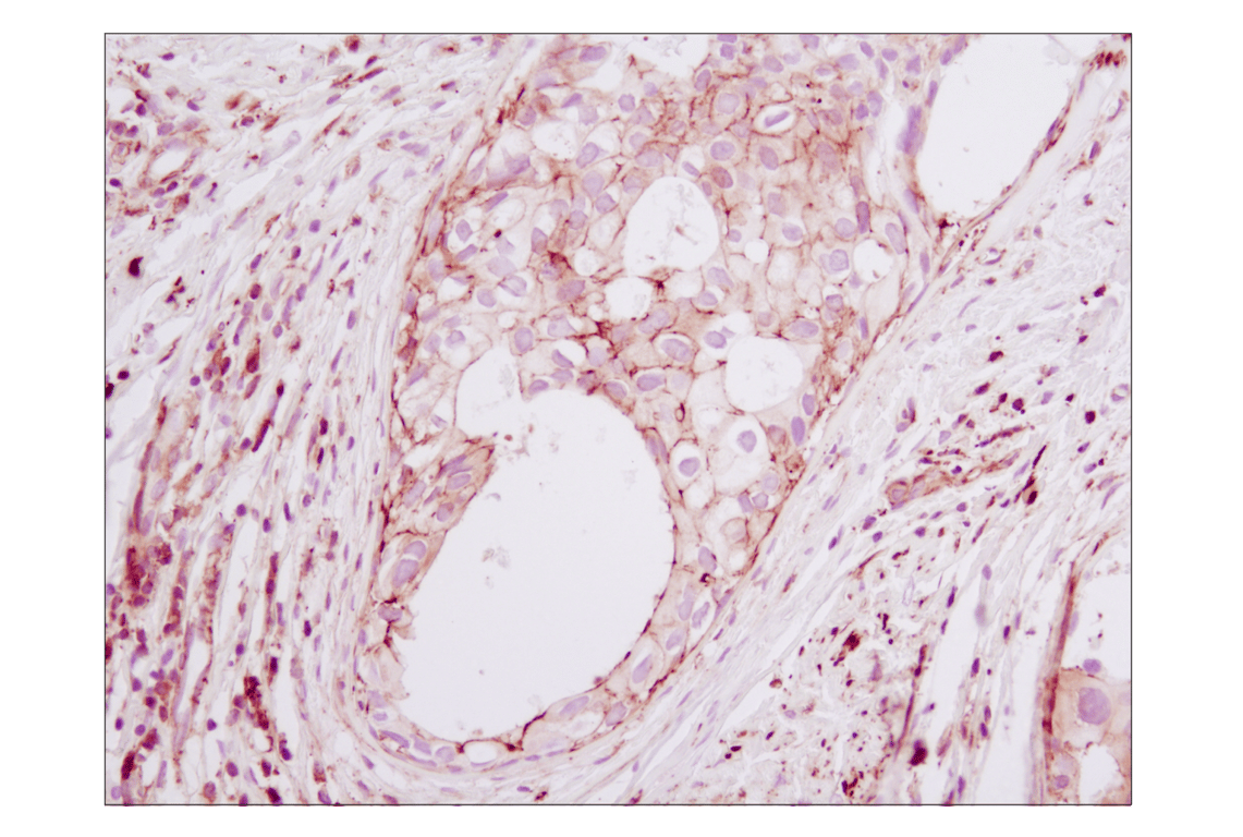 Immunohistochemistry Image 1: beta-Actin (8H10D10) Mouse Monoclonal Antibody